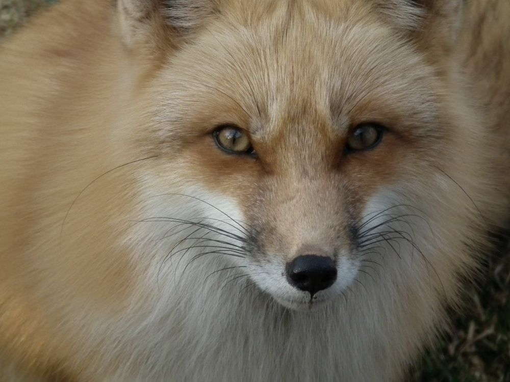 Beautiful fox. Close up picture of it’s light orange and white soft face
