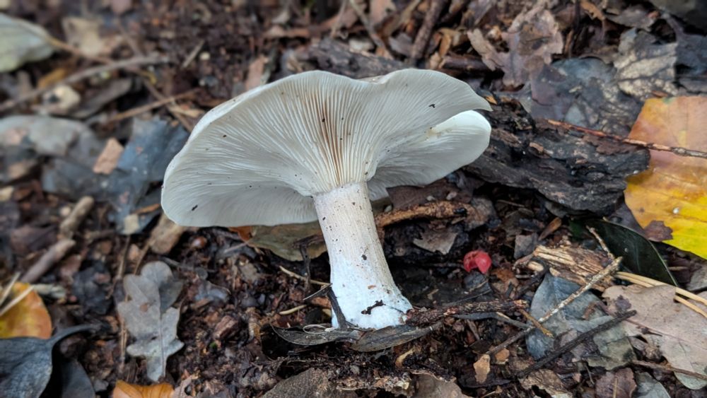Clouded Funnel (Clitocybe nebularis)