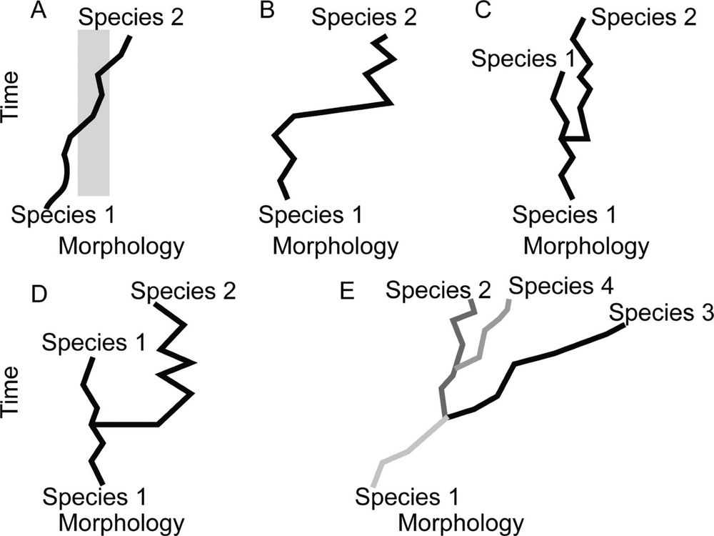 A schematic of different patterns (“models”) of tempo and mode that may be observed in the fossil record. A, Phyletic gradualism: A lineage moves through morphospace,
and intermediate forms (gray) are difficult to assign to either named morphospecies at the beginning or end of the lineage’s history. B, Punctuated anagenesis: Morphospecies 1 is in
stasis, then moves rapidly through morphospace to a new position that is easily distinguished and is named morphospecies 2, but no cladogenesis took place. C, Punctuated
equilibria (PE): Little morphological change takes place at cladogenesis. Species 2 rapidly appears (at the level of resolution of the analysis depicted, itmay appear to arise in a single
time step), co-occurs in time with its ancestor, and both species do not exhibit substantial net change through their respective histories. Cladogenesis is not associated with a
categorically larger step in morphospace than between time steps for either lineage during its period of stasis. D, PE: The cladogenetic event was also associated with unusually
large morphological change. E, A case where cladogenesis occurs, but most morphological change in each lineage occurs independent of speciation. In this example, each species
(color-coded) is distinguished by a feature other than the feature represented on the morphology axis. While species 2 may not have undergone significant displacement in
morphospace through its history, species 1, 3, and 4 and the clade as a whole have consistently moved through morphospace independently of cladogenetic events. This is an
example where PE is not the model that best fits the pattern observed, because stasis is not the dominant pattern of morphological evolution for each species. Instead, each species
is displaced in morphospace more along its own evolutionary history than any movement in morphospace at the time of speciation.