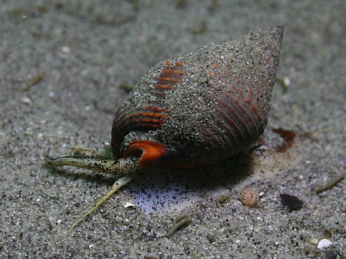 Nassarius fossatus public domain. photo by Steve Lonhart (SIMoN / MBNMS) - http://www.mbnms-simon.org/other/photos/photo_info.php?photoID=2847; photo credit requested