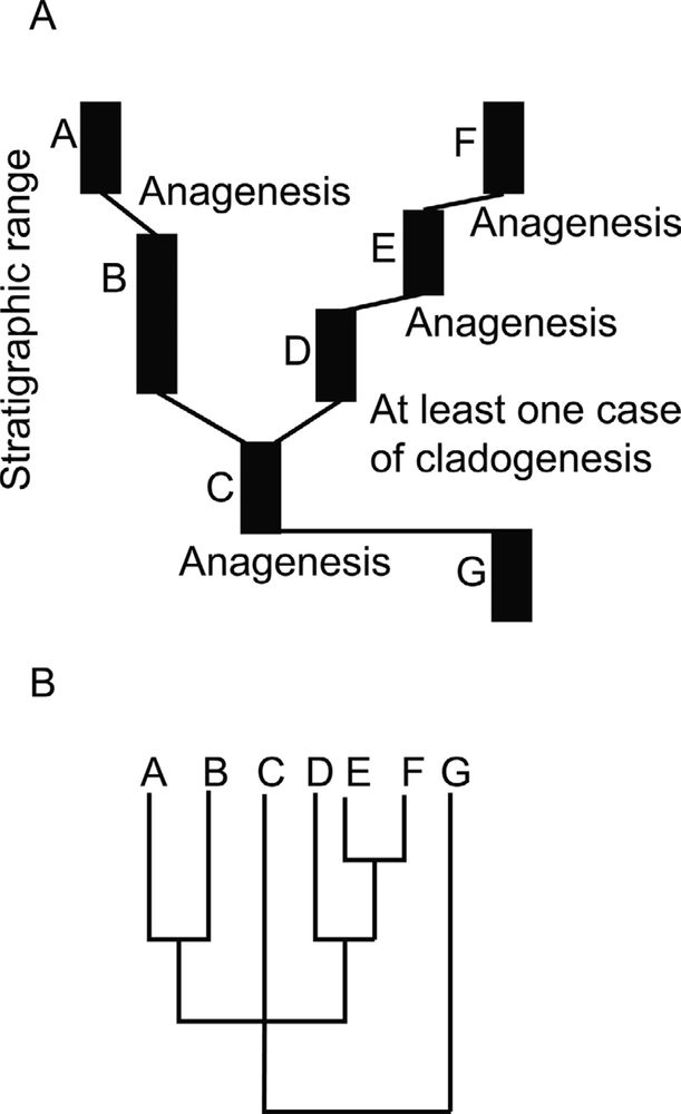 2 panel figure with an illustration of a hypothetical fossil record where most morphospecies arose via anagenesis. A, The evolutionary history of a group as recorded in the rock record. For simplicity each species (labeled A–G) is represented as in stasis and occupying a distinct portion of morphospace. Thin black lines represent genetic
connections unrecorded at the level of resolution of the fossil record. Inferred evolutionary mode is noted at the origin of each morphospecies. In this case four to five species arose by anagenesis and one to two species arose via cladogenesis. 
B, A cladogram corresponding to the history recorded in A. Note that if C evolved into both B and D, then the position of C in the polytomy is not a result of failure of resolution, but due to C actually being equally related to clade A–B and clade D–E–F.