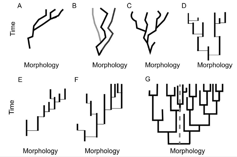 Alternative ways clades may have explored morphospace through deep time. A, Phyletic gradualism. Movement through morphospace primarily takes place
anagenetically, and the overall trend is a result of a directional trend present in the majority of each constituent lineage’s evolutionary history. B, A clade where the clade is in
overall stasis because species approximate stasis and speciation is both non-directional and not associated with substantial displacement in morphospace. C, A clade that is
exhibiting increased variance, but no net change in morphology, where most evolution takes place through phyletic gradualism. D–G, Cases showing punctuated equilibria (PE).
Note that while the lineage histories are shown as solid lines these represent lineages exhibiting minor fluctuations about a mean morphology or non-directional change, and in
these depictions, speciation events take place over timescales below the resolution of analysis. D, A clade exhibiting increased variance, but overall stasis in average position in
morphospace, where PE is the pattern of morphological evolution. Each lineage may exhibit fluctuations through time under close examination, but no net change is observed. Note
that cladogenesis is the dominant mode of species origination, as determined by persistence of ancestor. E, A clade-level morphological trend generated under PE due to a bias in
the direction of species origination only. Where cladogenesis occurs in this case, it is more likely that the descendant lineage occupies a position in morphospace to the right of the
ancestor rather than to the left. F, A clade-level trend generated under PE due to increased rates of extinction (shorter species durations) in one portion of the tree. G, A clade-level
trend generated by increased rates of speciation in one portion of the tree. Species on the right side of the line vs. the left would result in increasing proportions of species having the state on the right side of the line over time
