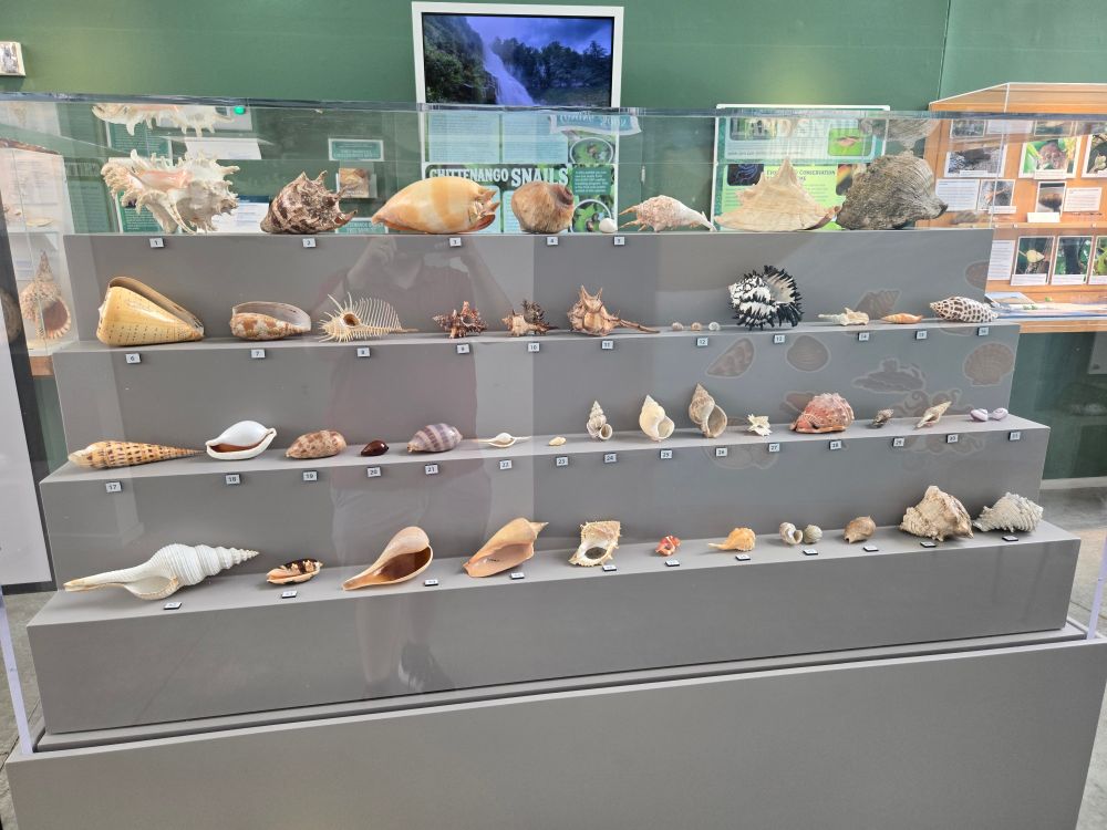 A grey stair step structure in a case covered in marine snail shells of various sizes, shapes, and colors. My ghostly reflection haunts the narrative.