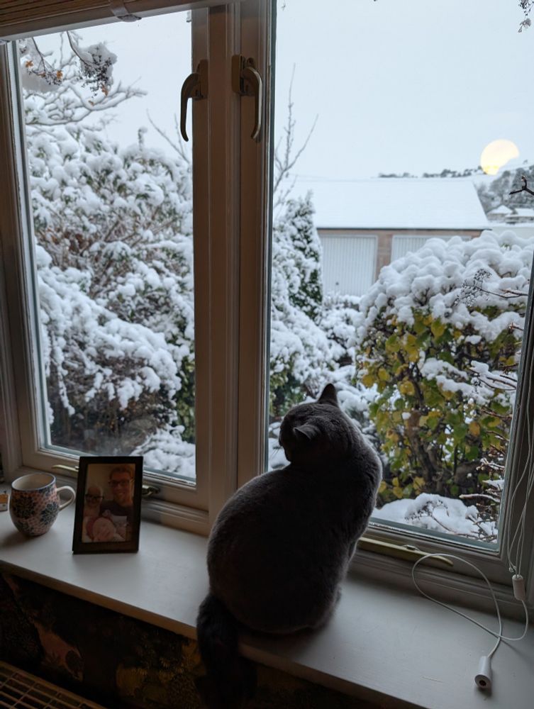 Cat looking out of window at snowy garden