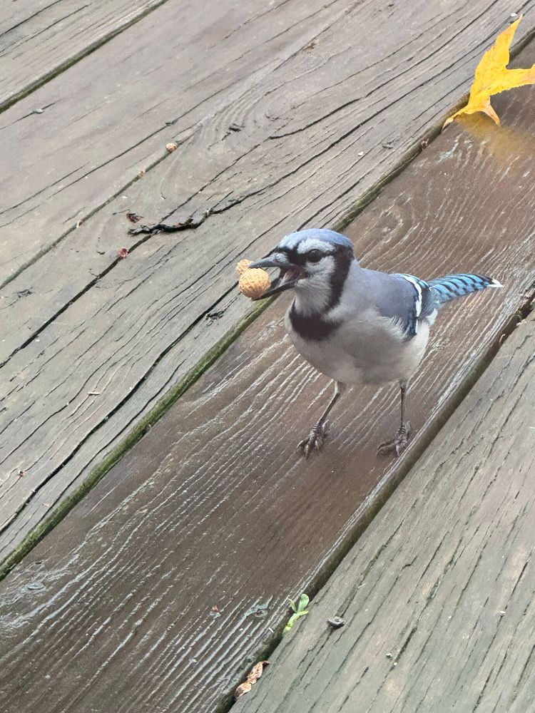 Bluejay on a deck with peanut