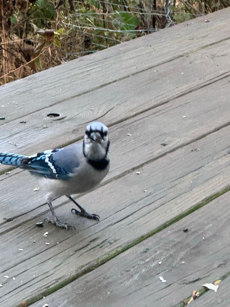 Bluejay looking at you