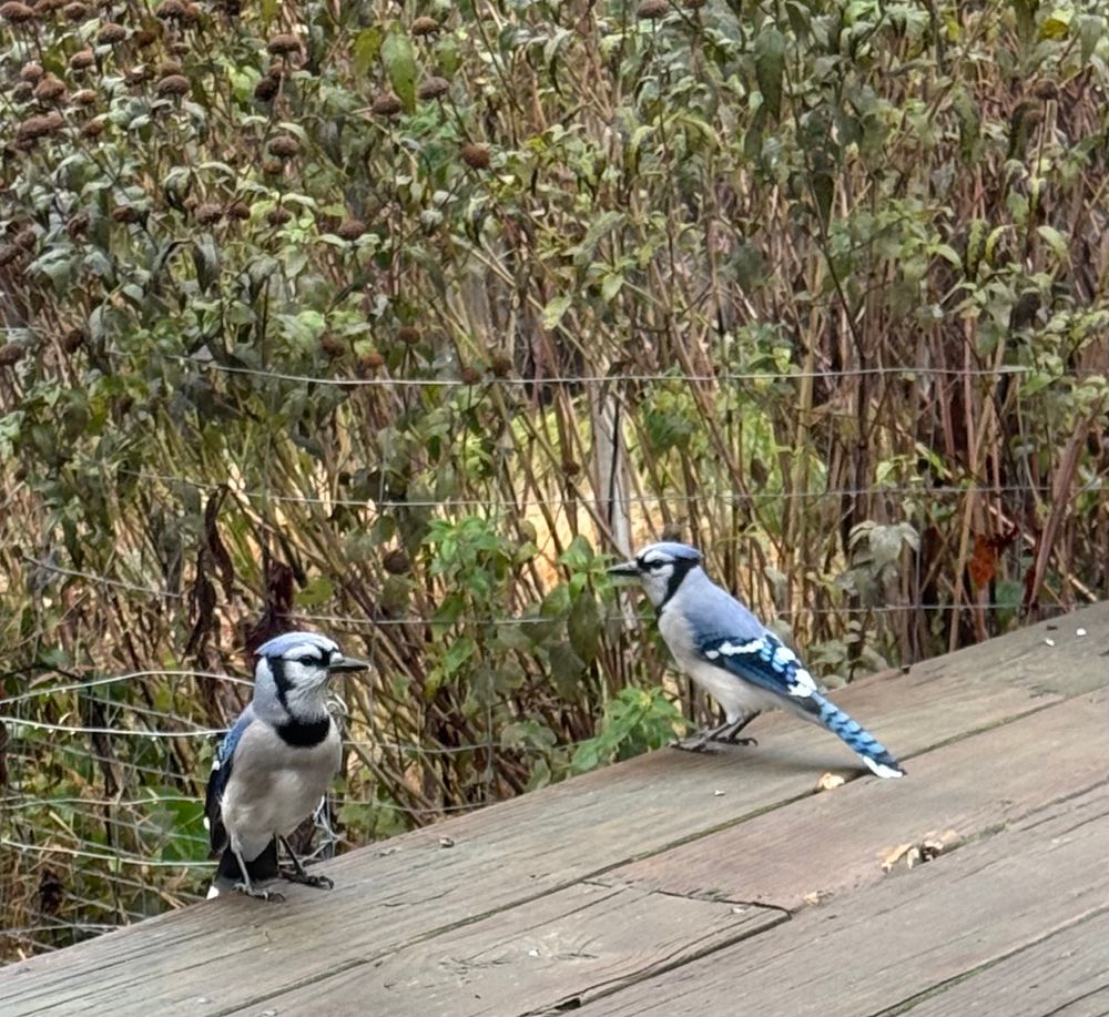 Two blue jays hanging out on a deck 