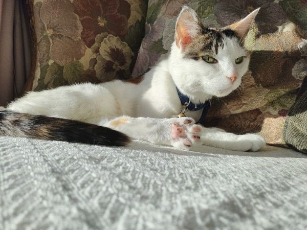 A calico cat extending a pay, displaying calico toe beans.