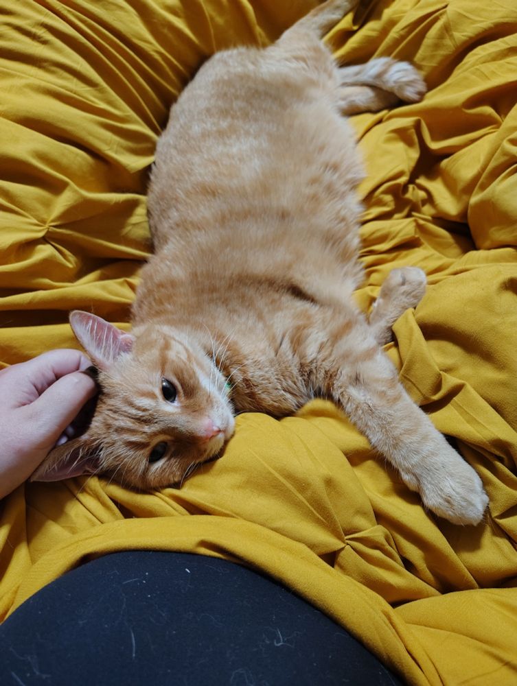 An orange tabby cat looking sleepy and content 