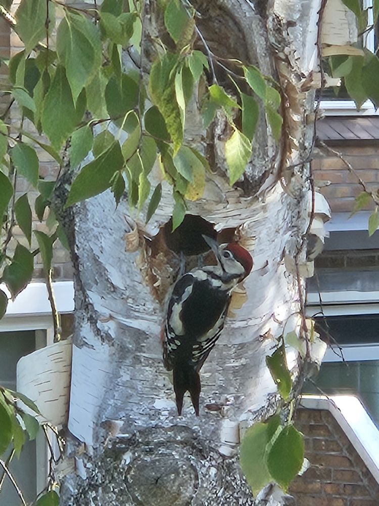 Woodpecker with red head and black and white body