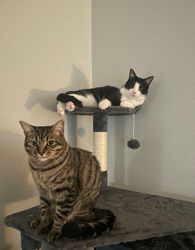 Two cats sat on top a cat tree. In the foreground a tabby. At the back a tuxedo sat on a pedestal.