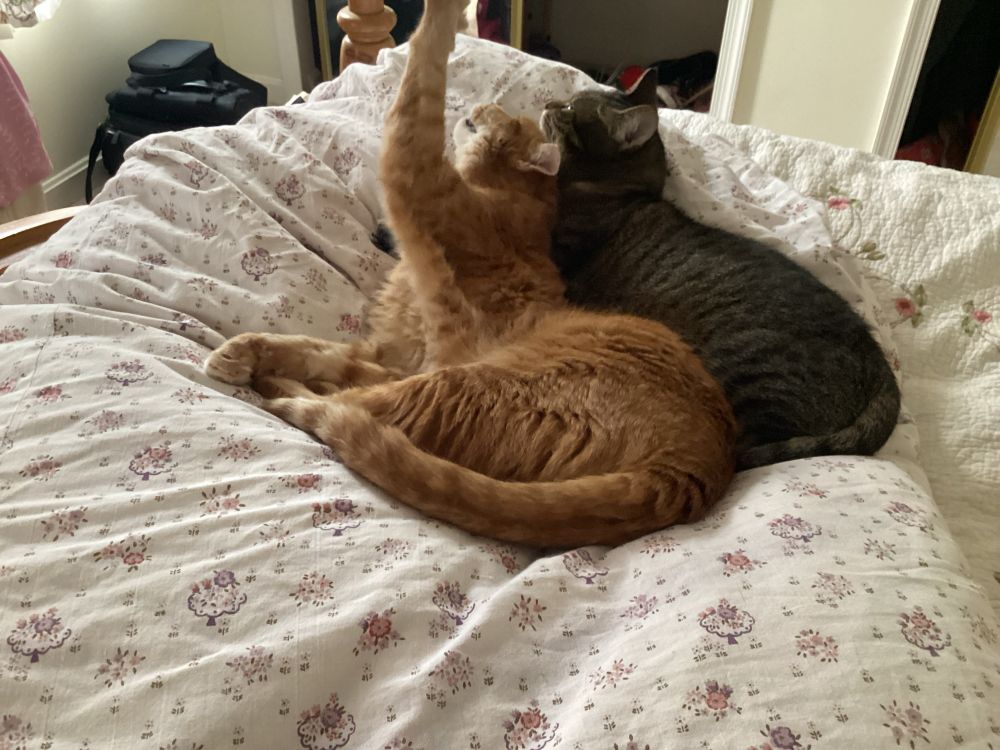 My cats, Harper and Fleur cuddling