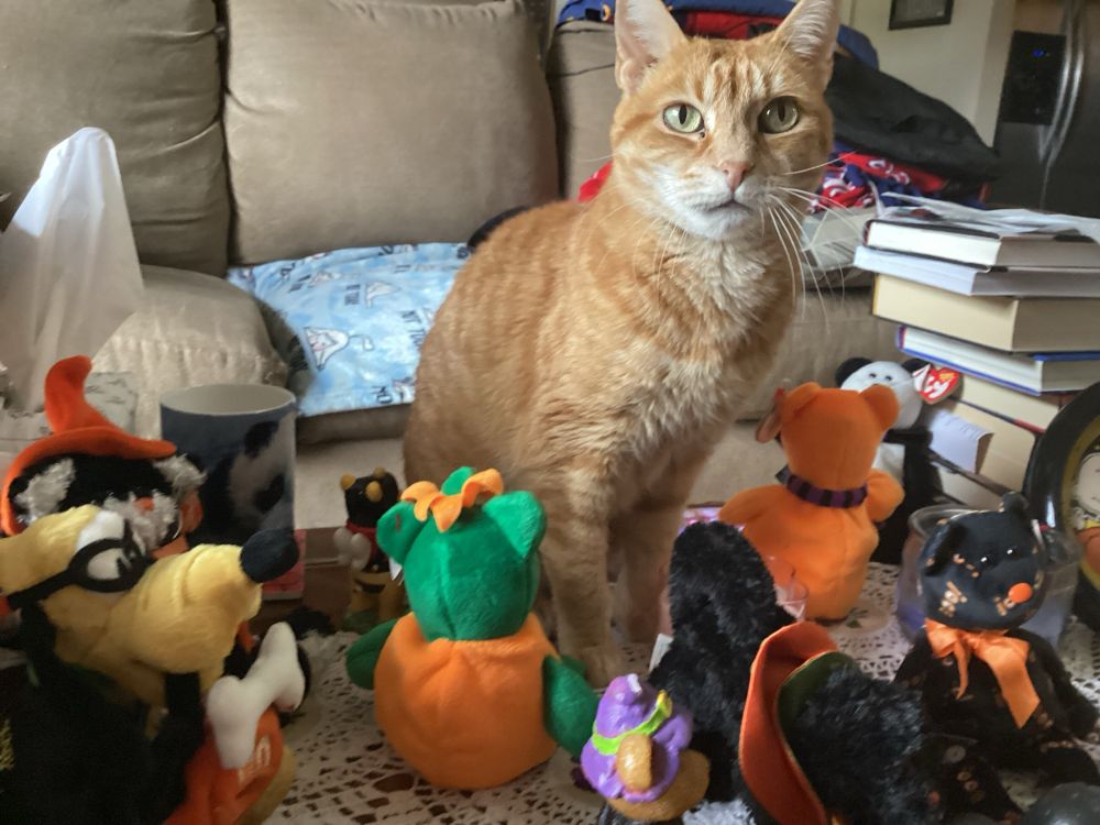 My cat sitting on the cocktail table with the Halloween decoration