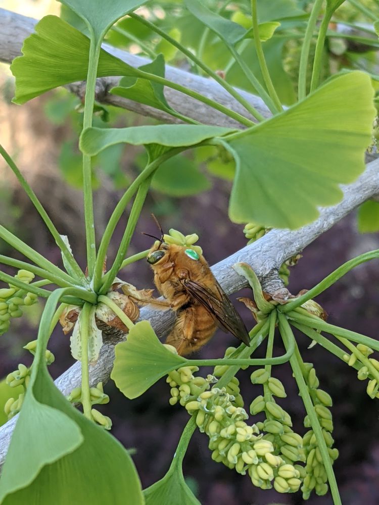 Valley carpenter bee photographed in Davis, CA.
