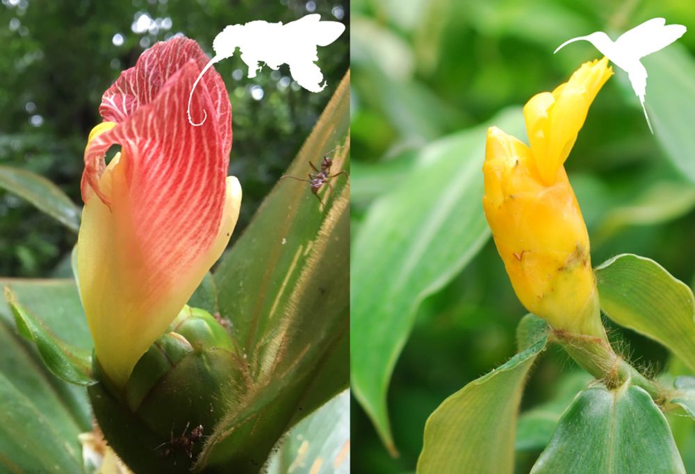 Flowers from two species of spiral ginger (Costus). On the left a bee-pollinated species, and on the right a hummingbird-pollinated species. 
