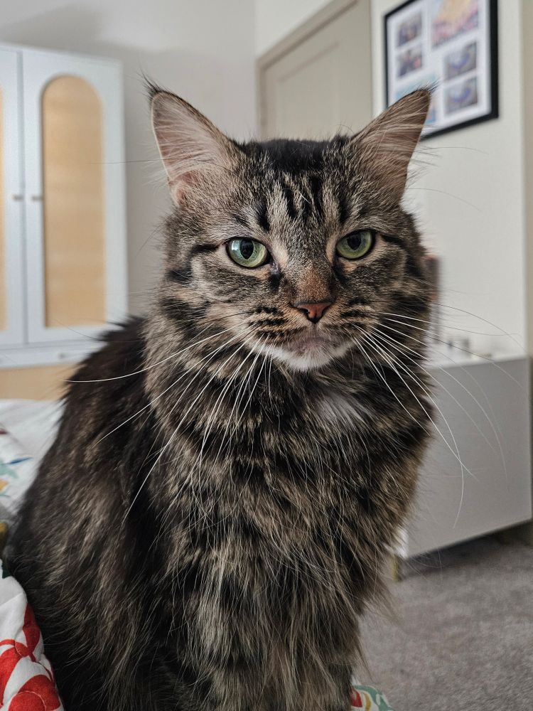 A long haired, brown grey tabby sits on a bed, seemingly right next to or in front of the camera person  who is likely laying in the bed. The cat and stares at the camera person. 