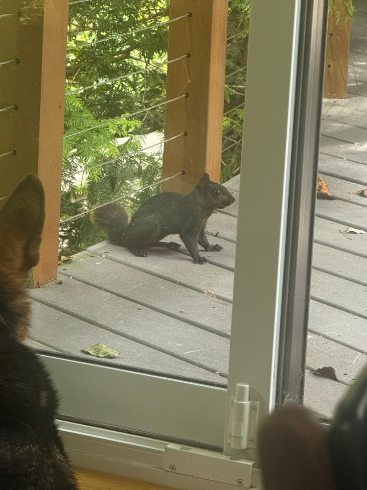Black North American squirrel on a deck being stared at by a dog