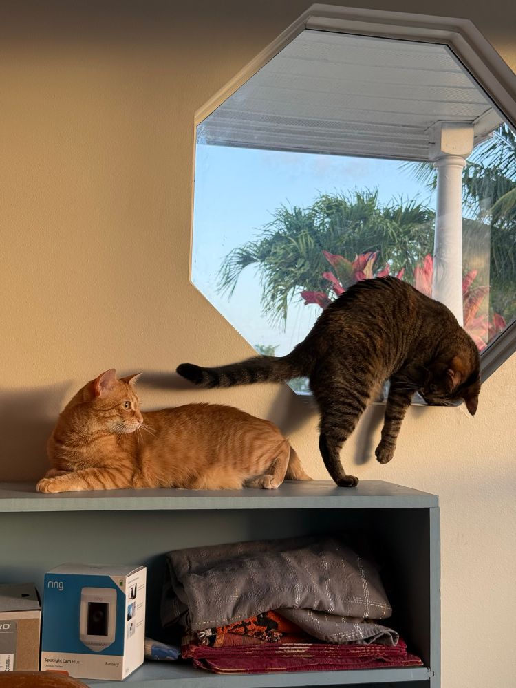 A picture of the cats Sol, orange, and Luna, tabby. Sol’s tail was swishing between her sister’s legs, prompting Luna to begin swatting at it.