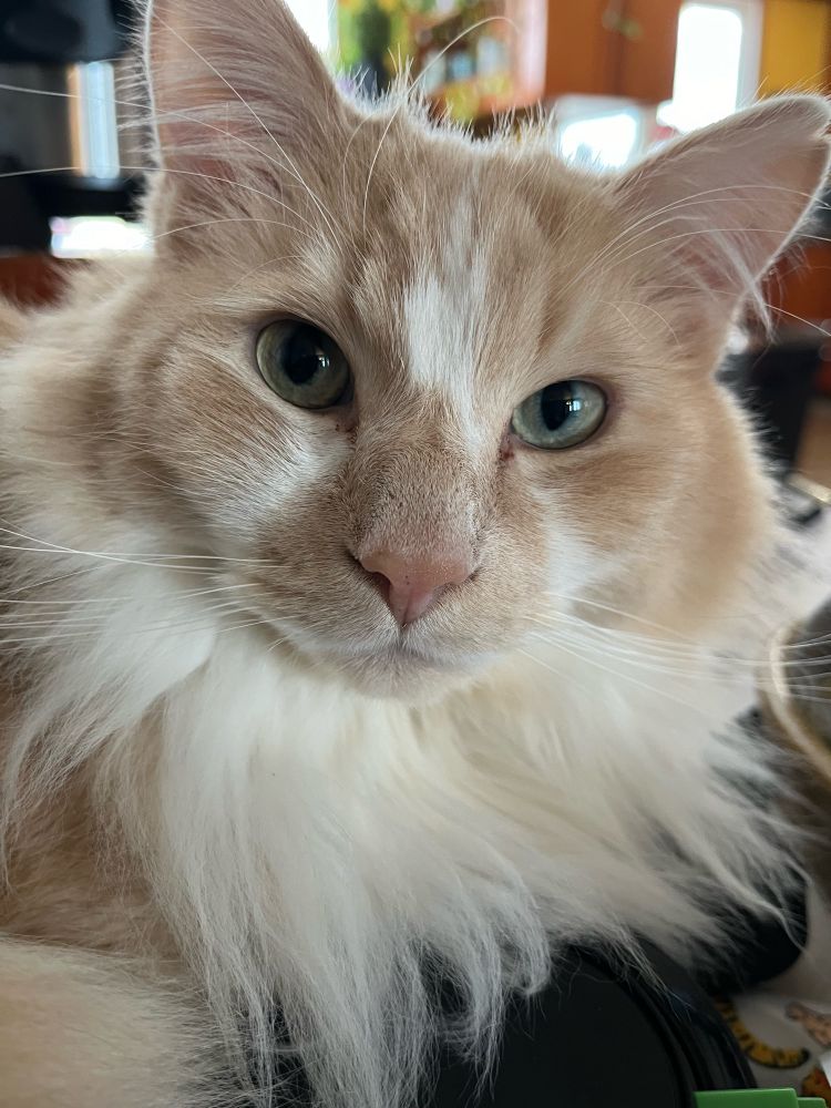 Dave, the fluffy ginger cat, peers deep into your soul in this close up picture. His eyes are green, and he’s a very pretty boy. 