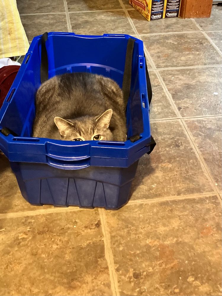 A large grey tabby cat fills a blue grocery bin with his bulk. He is peering expectantly up at the camera. 