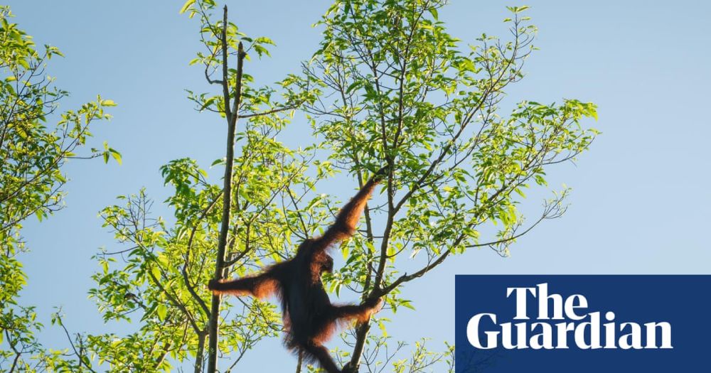 Collapsing wildlife populations near ‘points of no return’, report warns