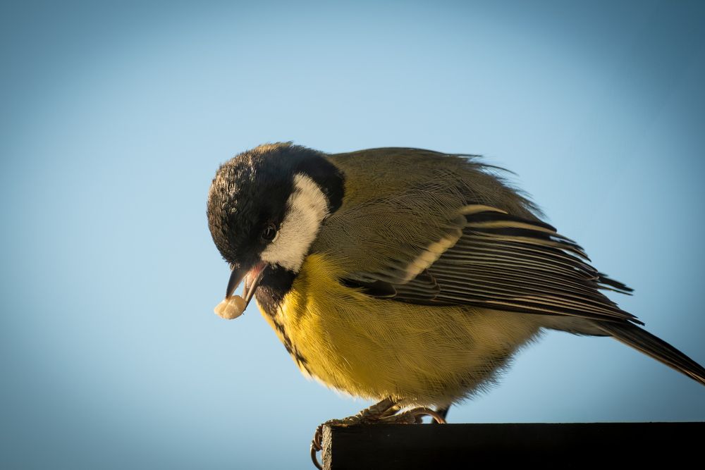 A puffed up greater tit in cold weather is sitting on a ledge with a piece of peanut in its open beak.