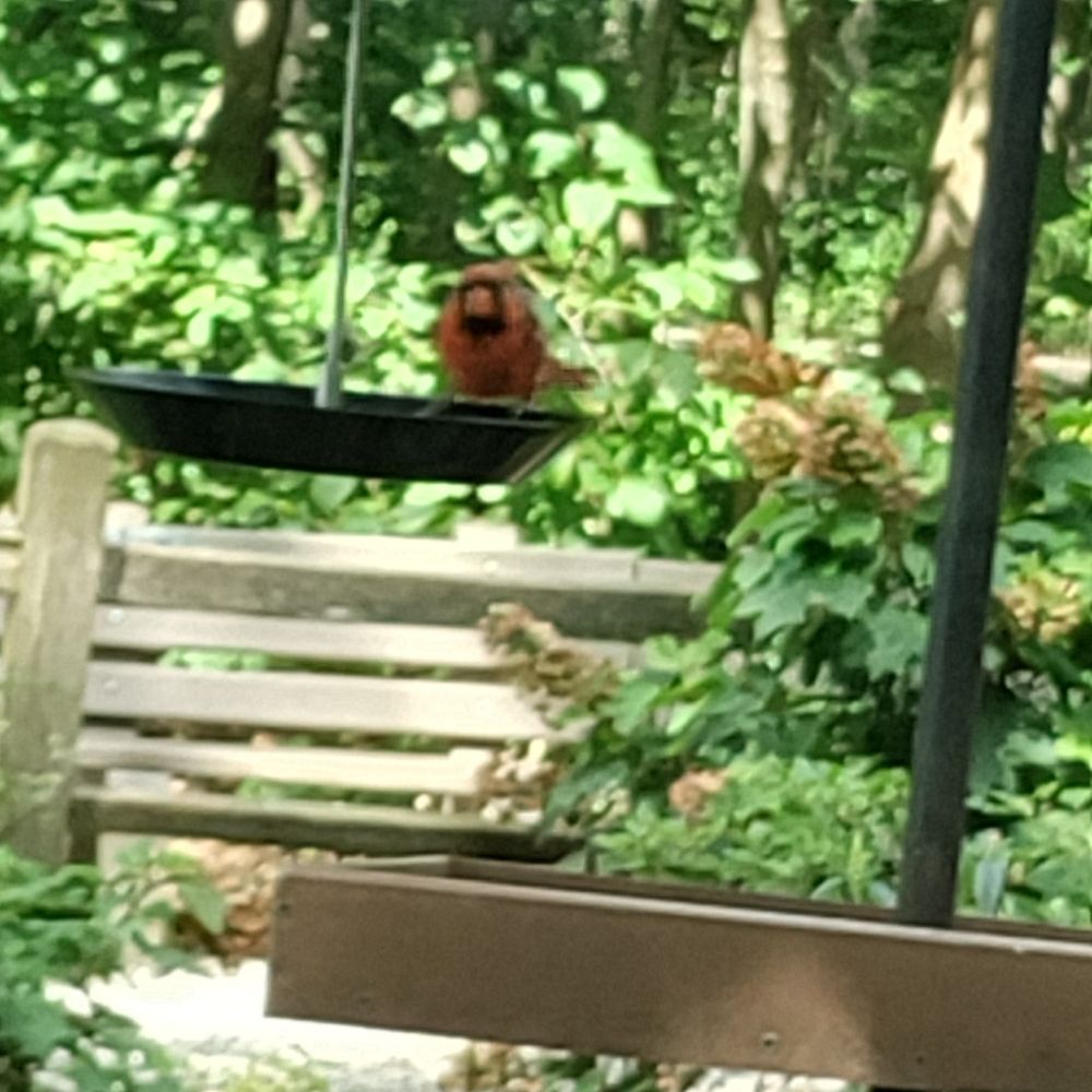 A red bird (probably a robin, idk), looking at the camera with a bench and greenery in the background. The area is lit by bright sunlight.