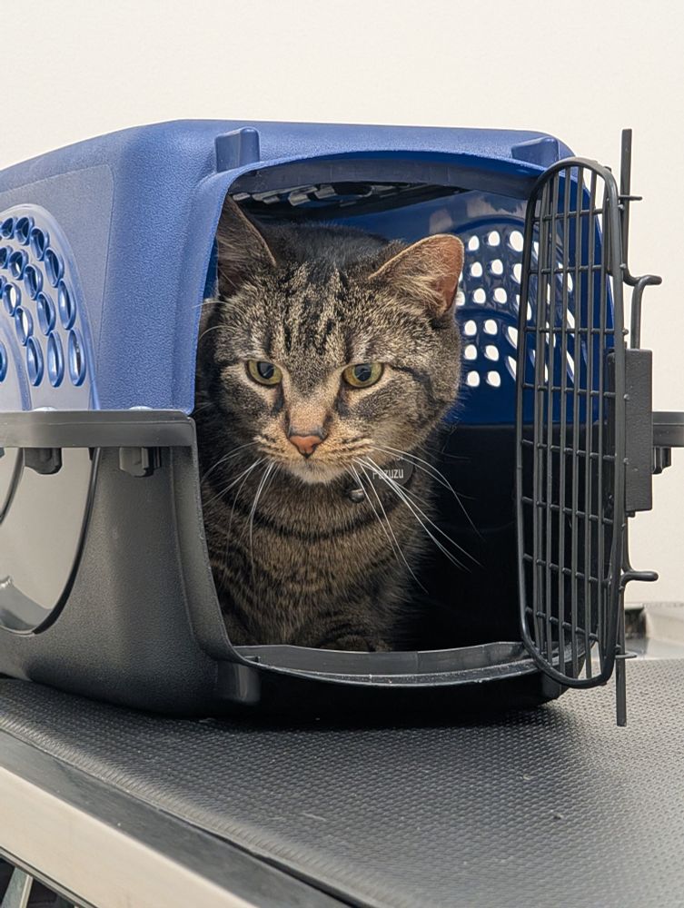 Tabby cat in cat carrier at the veterinary table