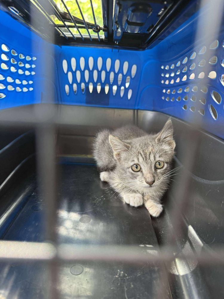 Tiny grey kitten in a cat carrier, both curious and terrified