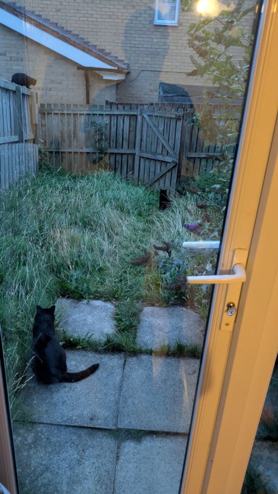 A photo which shows three black cats essentially involved in a stand off in a back garden. One cat, nearest to the camera, sits on a patio. A second cat is at the garden gate at the opposite end of the garden, unsure whether to try and make for the open gate. A third cat has emerged on the top of the garden fence at the far end of the garden, to the left of the gate.