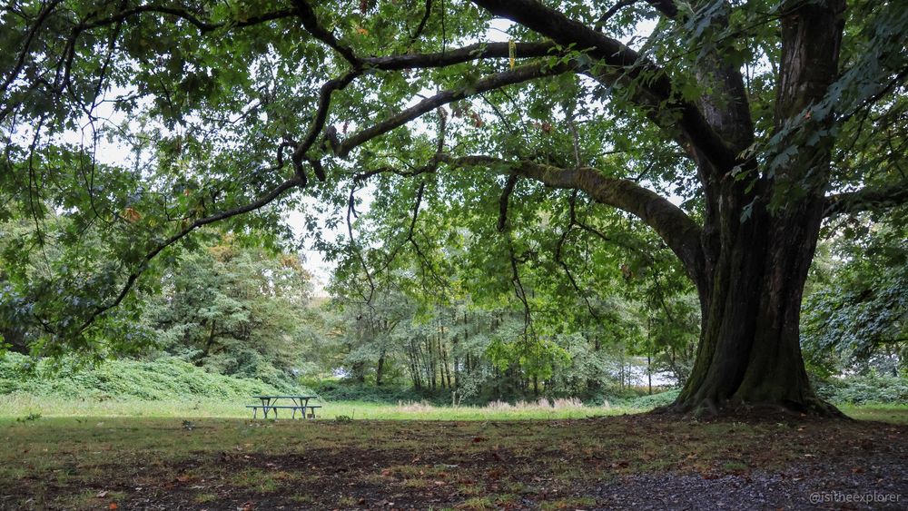 Filming location from the show's finale, also located at Deer Lake. You can see grass + a very big tree with overhanging leafs + a picnic table + benches in the background. It's the location where they shot the vamp-mimes scene with Baby parked underneath that tree. This photo also includes a super tiny model of Baby, "parked" underneath that tree.