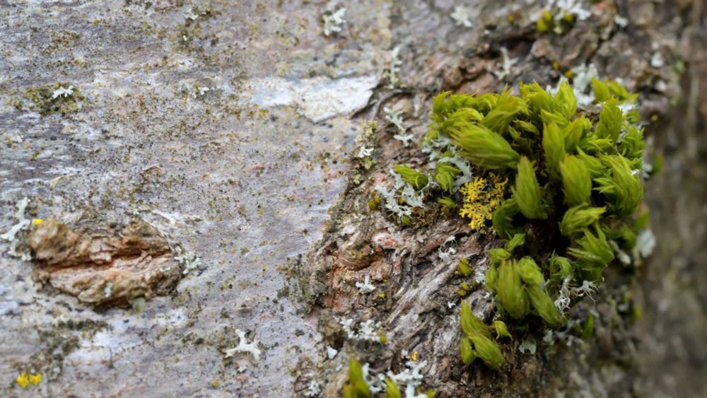 Close up from above of something looking like a rocky landscape with strange pyramidal tree growing on top of a hill. 
In fact, it is a clump of moss growing on the bark of a cherry tree. The moss is less than 2mm in height. 
Picture taken in the garden with a 185/2.5 macro lens. 