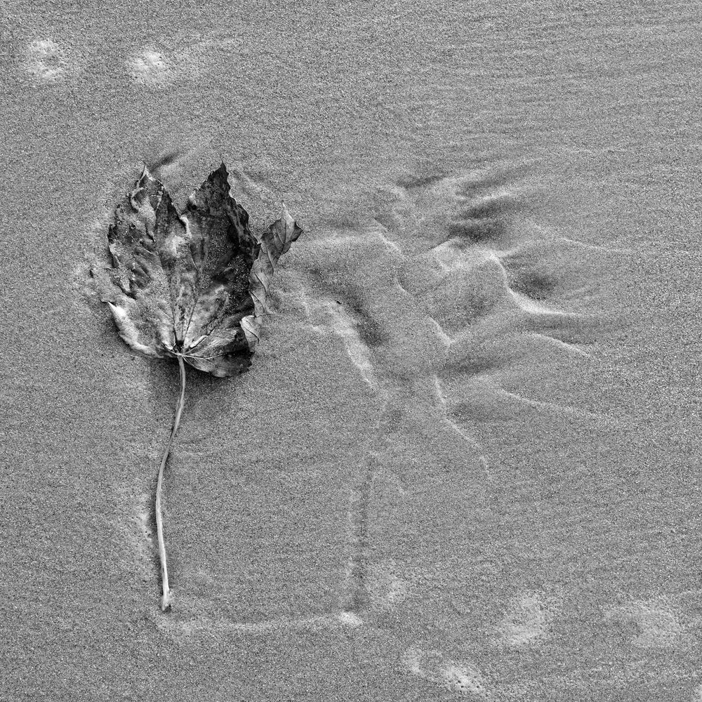 A tree leaf washed by the sea on a beach sitting next to its imprint in the sand, slowly blown out by the water.
