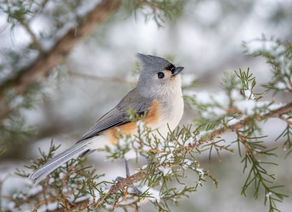 Post image (had no alt text on Bluesky)