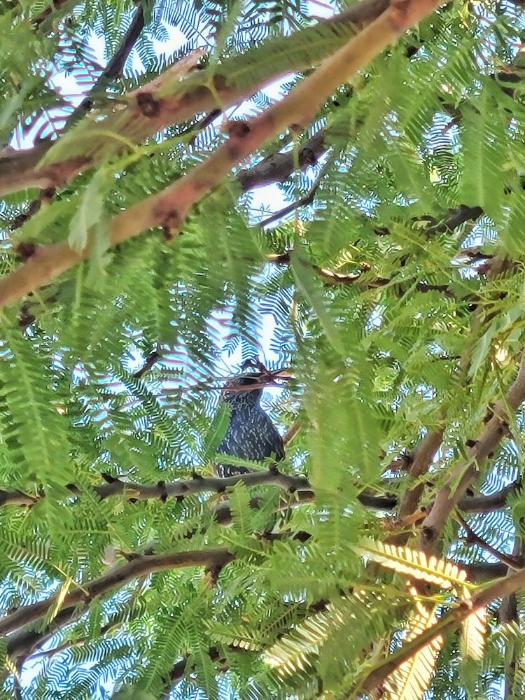 A starling in a mesquite tree looking down at the wingless humans below.