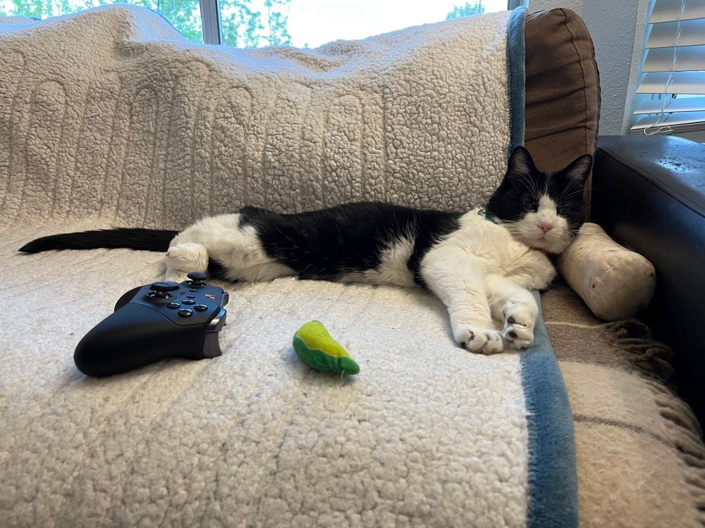 Tuxedo cat lying on her favorite heated blanket 