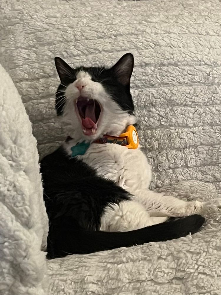 Yawning tuxedo cat