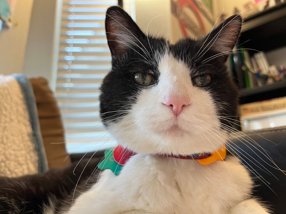 Tuxedo cat lying on her favorite heated blanket 