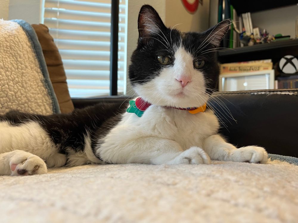 Tuxedo cat lying on her favorite heated blanket 