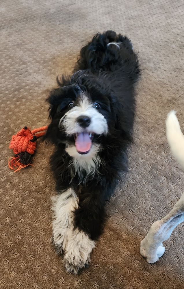 Photo of 6 month old Aussiedoodle puppy - she is black with white markings and looking straight at the camera with her tongue out and a crazy look in her eyes. There is the tip of a white tail and leg of another dog leaving the frame to the right.
