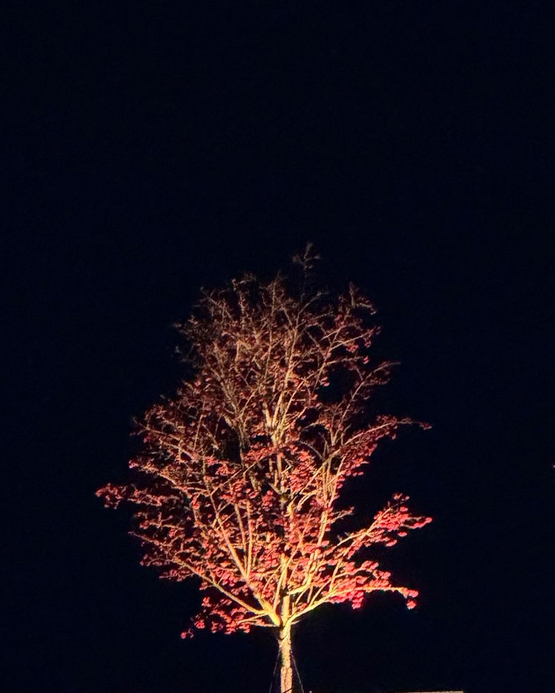 Baum mit roten Blättern auf schwarzem Hintergrund 