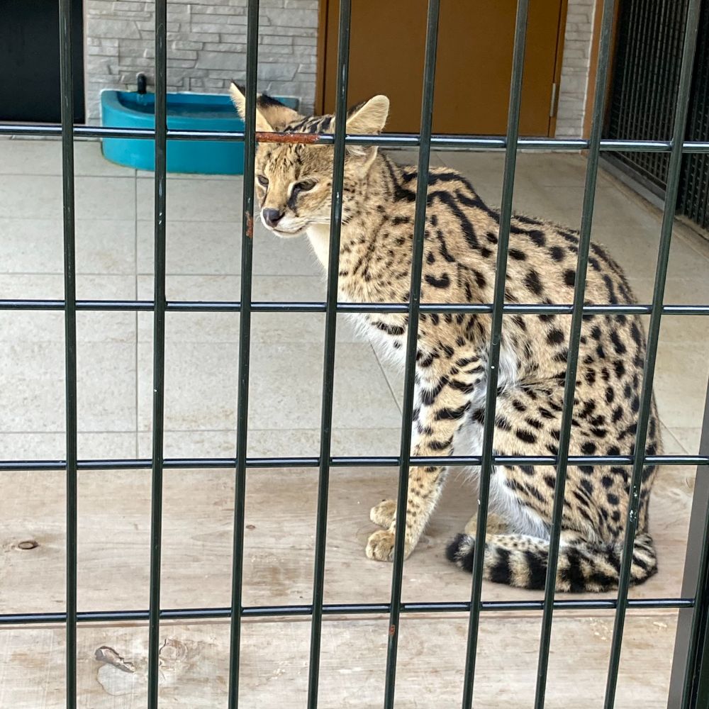 サーバルキャット