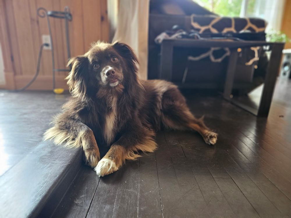 Thurman the small brown dog is ready to interview you, with one elbow propped up in a way that says "business casual"