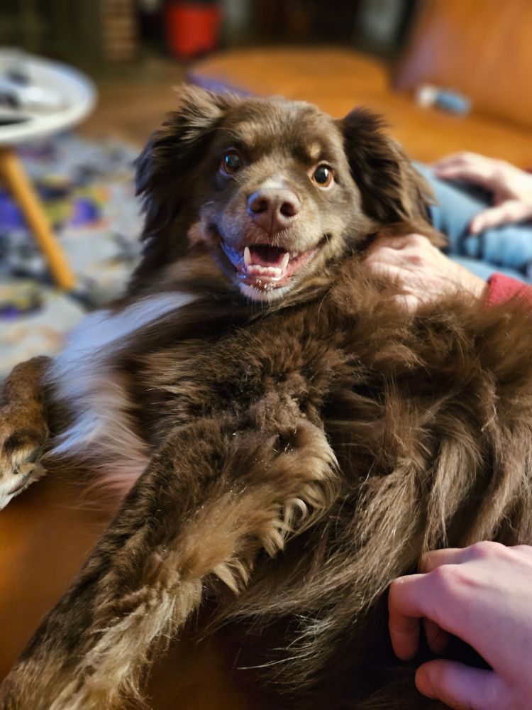 Thurman the small brown dog, smiling at the camera. a real smile tho, not just any smile