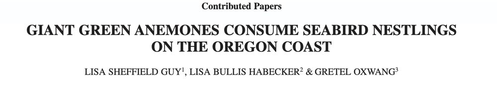 screenshot of a scientific paper heading, reading: contributed papers. giant green anemones consume seabird nestlings on the oregon coast. authors: Lisa Sheffield Guy, Lisa Bullis Habecker & Gretel Oxwang