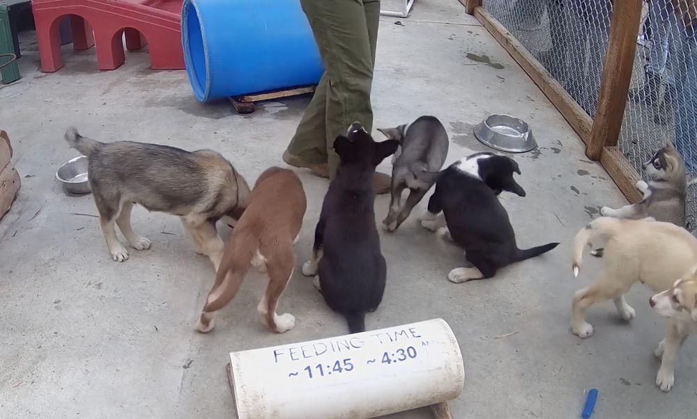 someone's legs (presumably a park ranger, they're clad in park-ranger-green pants) in the puppy enclosure, surrounded by so many cute puppies