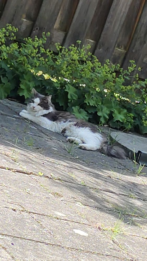 Picture of grey and white long haired cat lounging in the sun on garden tiles