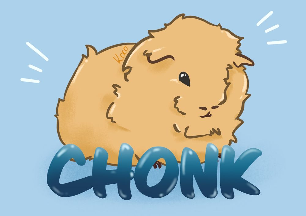 A drawing of a guinea pig! It's a orange-brown colour and very floofy (abyssian style). It stands on a baby blue background and in front of it are the big letters "CHONK".