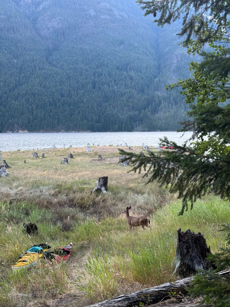 A deer walking by two kayaks, which have been hauled out of the water in some tall grass