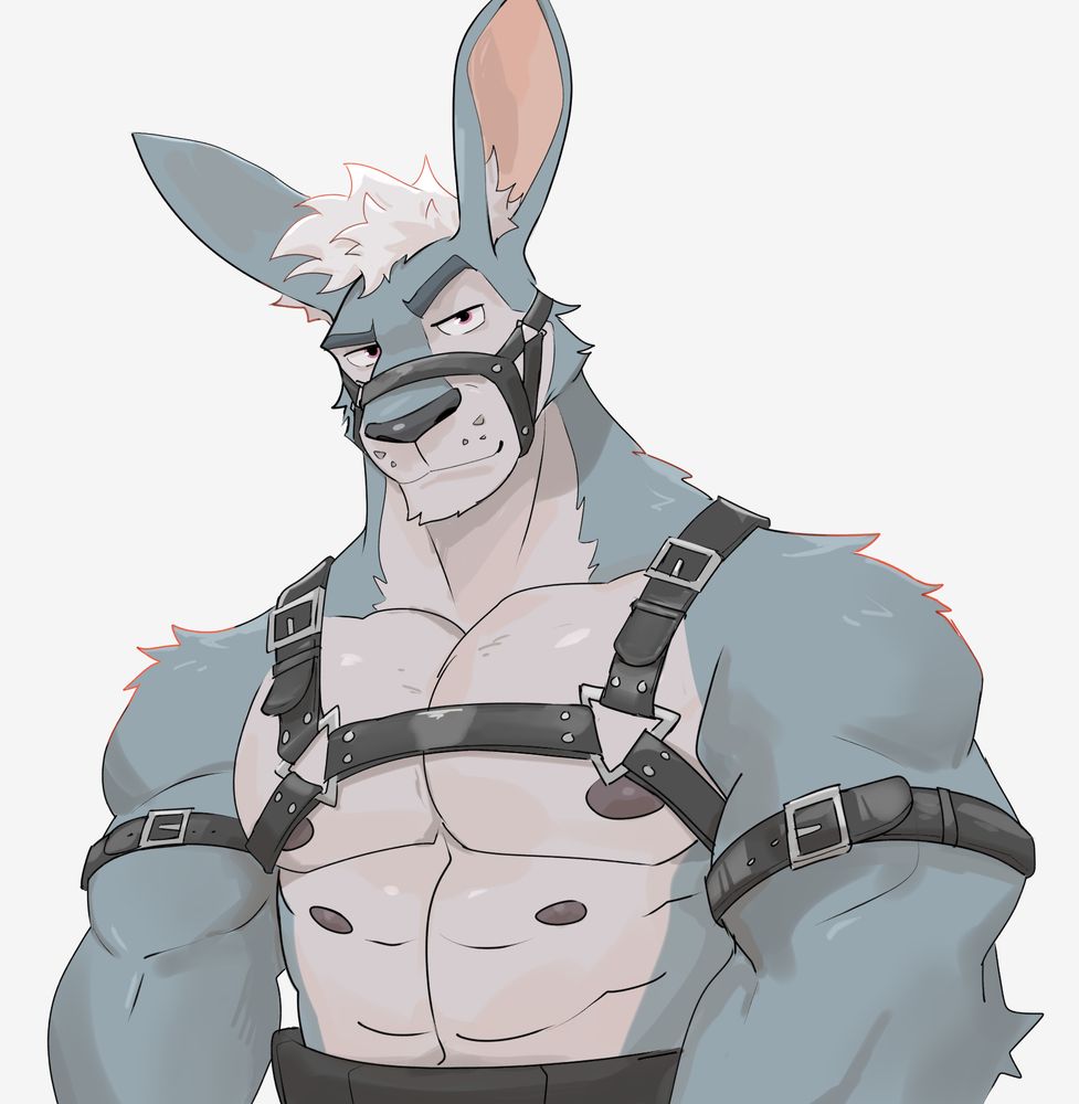 A bluish grey muscular kangaroo equipped with harnesses and straps